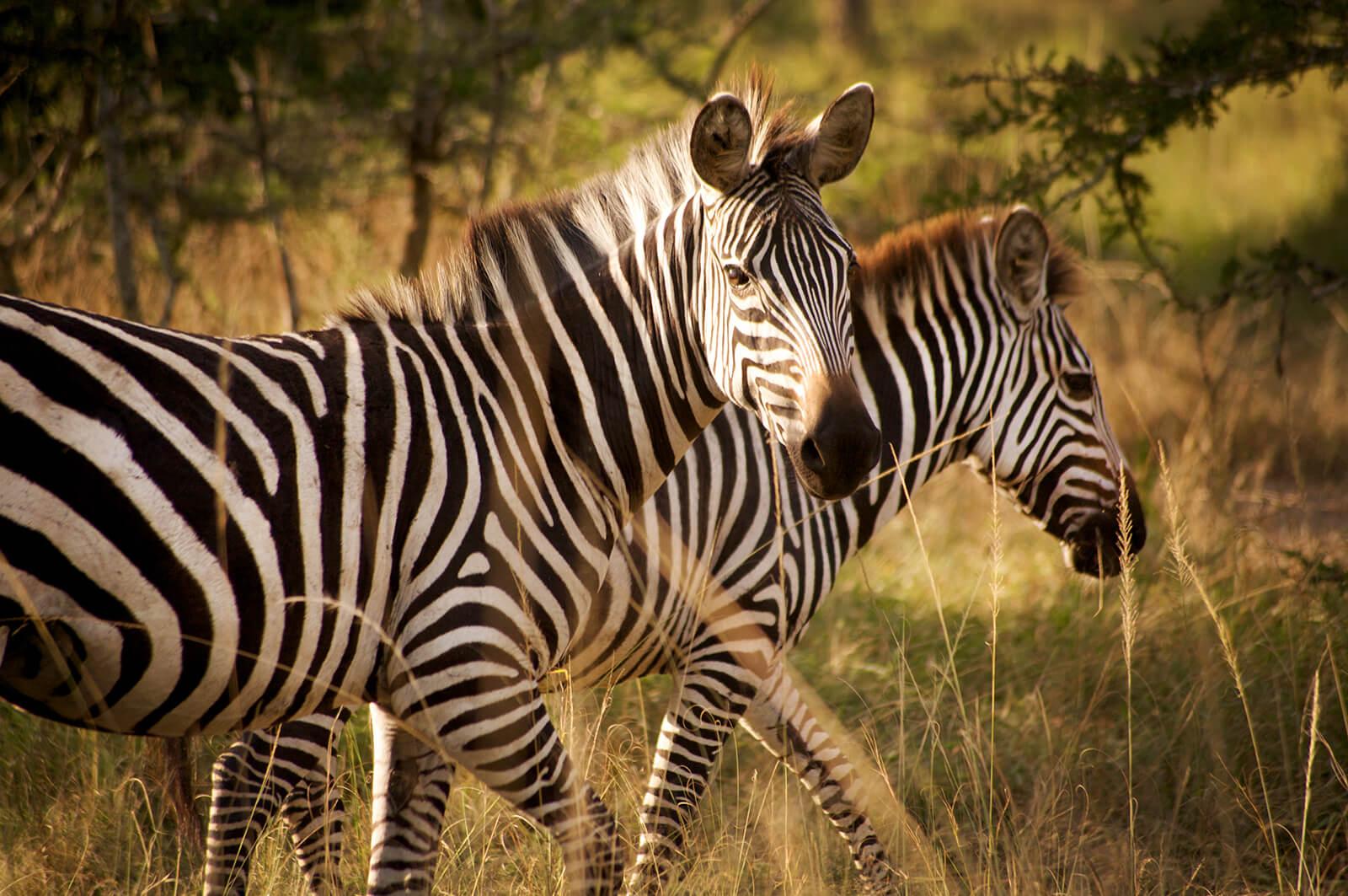 Lake Mburo National Park